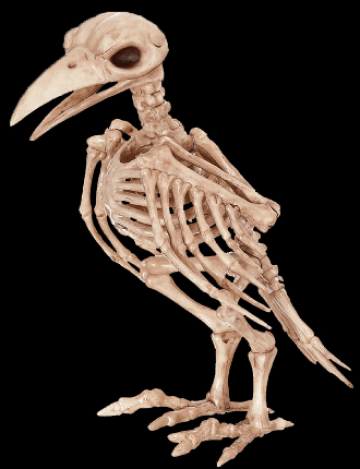 Skeleton raven