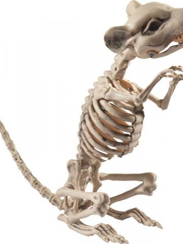 Rat Skeleton rat