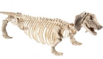 Daschund Dog Skeleton Prop