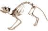 cat skeleton prop