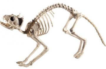 cat skeleton prop