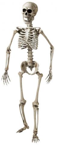 Posable Skeleton Decoration - 160cm
