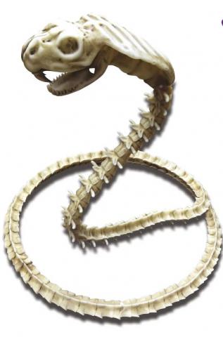 Skeleton Cobra Decoration
