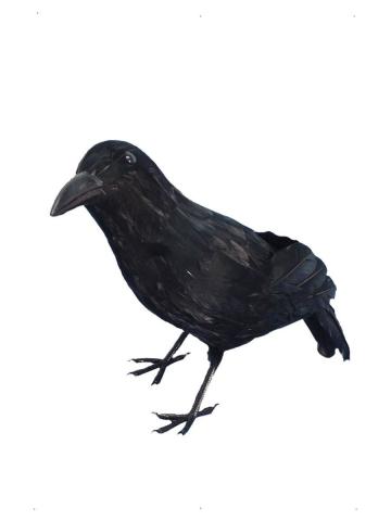 Crow Prop