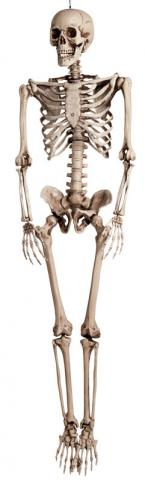 Skeleton Decoration - 160cm