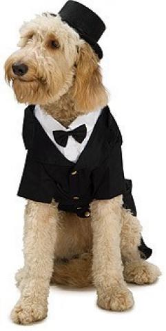 Dpper dog costume