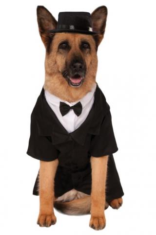 Dapper Dog Costume