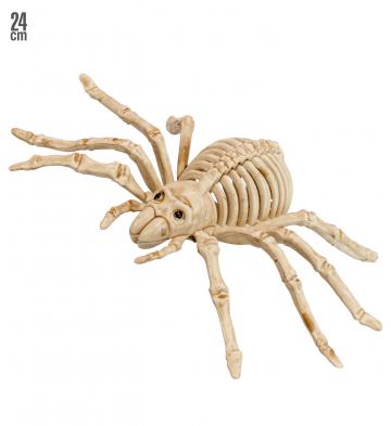 Spider Skeleton