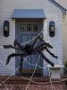Giant Spider & 1.2M Web
