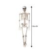 5ft Poseable Skeleton