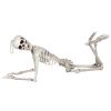 5ft Poseable Skeleton5ft Poseable Skeleton