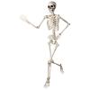 5ft Poseable Skeleton