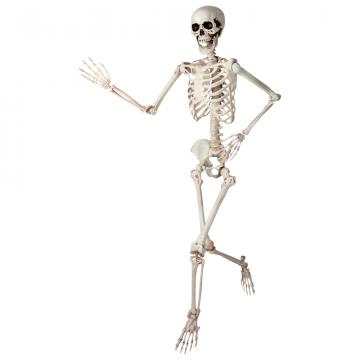 5ft Poseable Skeleton