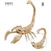 Scorpion Skeleton