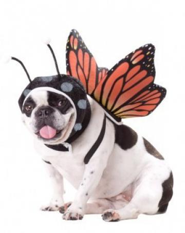 Animal Planet Butterfly Dog Costume