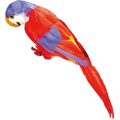 Red Feathered Parrot