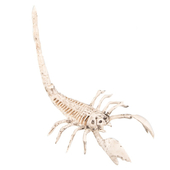 Scorpion Skeleton Decoration