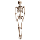 Skeleton Decoration - 160cm