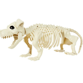 Dog Skeleton Prop
