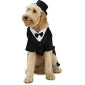 Dpper dog costume