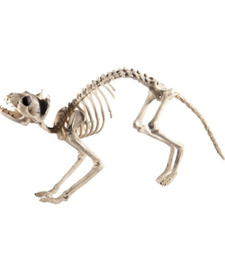 cat skeleton prop