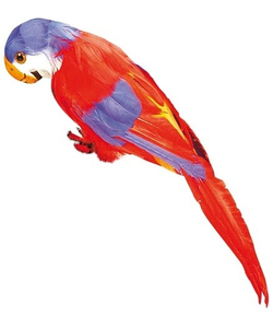 Red Feathered Parrot