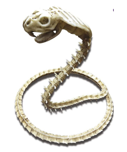 Skeleton Cobra Decoration