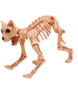 skeleton cat