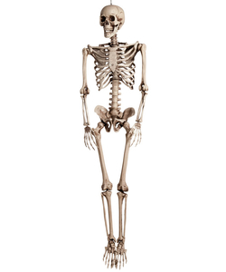 Skeleton Decoration - 160cm