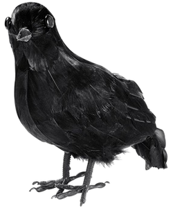 Feathered Crow