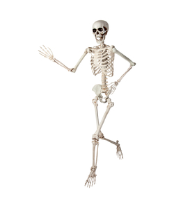5ft Poseable Skeleton