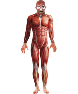 Anatomy Man Costume