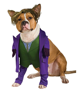 The joker - pet costume