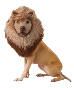 Lion Dog Costume
