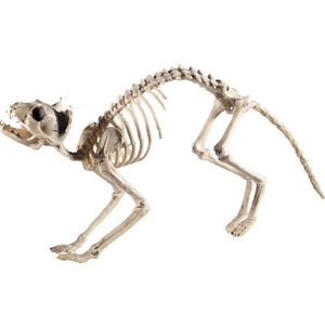 cat skeleton prop