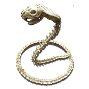 Skeleton Cobra Decoration