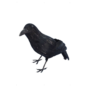 Crow Prop