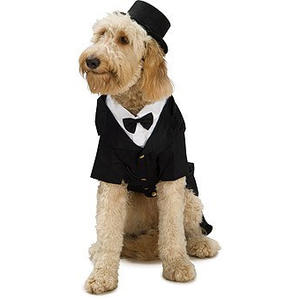 Dpper dog costume